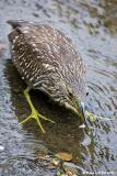 Bihoreau gris / Black-crowned Night Heron