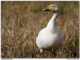 Oie des neiges / Snow Goose