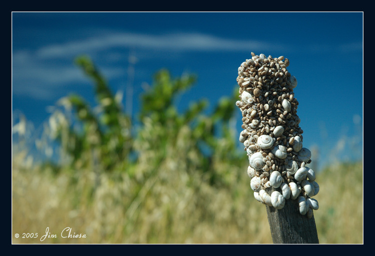 Snail colony