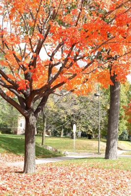 mn-autumn0026.JPG