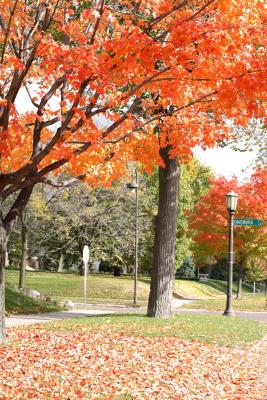 mn-autumn0027.JPG