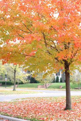 mn-autumn0029.JPG