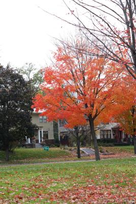 mn-autumn0031.JPG