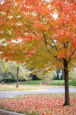 mn-autumn0032.JPG
