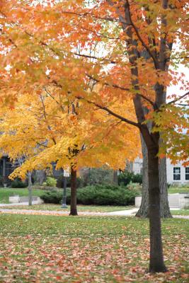 mn-autumn0033.JPG