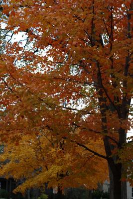 mn-autumn0034.JPG