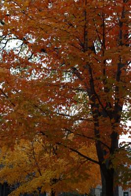 mn-autumn0035.JPG