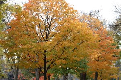 mn-autumn0036.JPG