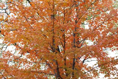 mn-autumn0037.JPG