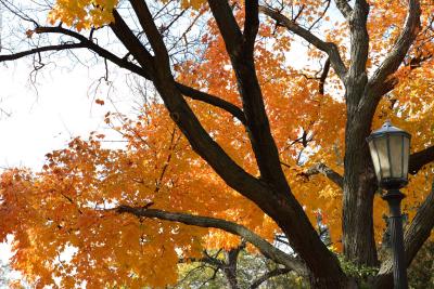 mn-autumn0038.JPG
