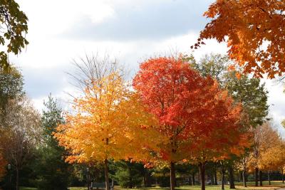 mn-autumn0039.JPG