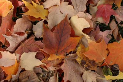 mn-autumn0041.JPG
