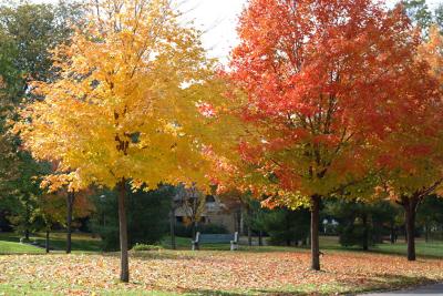 mn-autumn0042.JPG