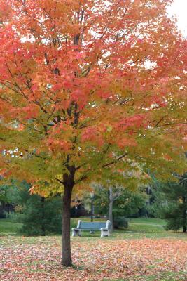 mn-autumn0043.JPG