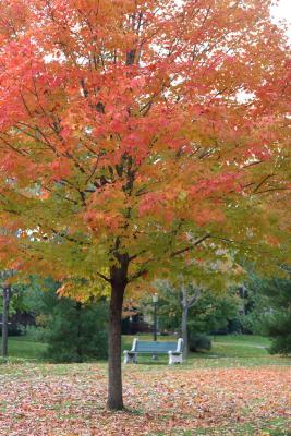 mn-autumn0044.JPG