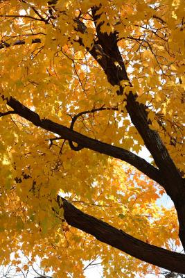 mn-autumn0046.JPG