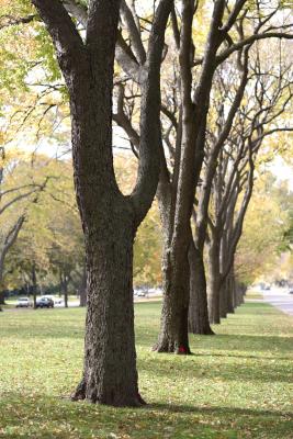 mn-autumn0047.JPG