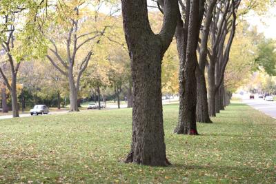 mn-autumn0048.JPG
