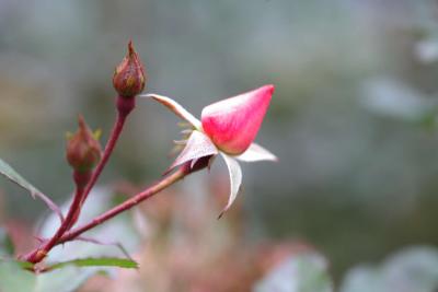 mn-autumn0067.JPG