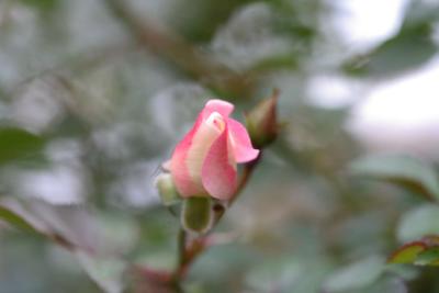 mn-autumn0087.JPG