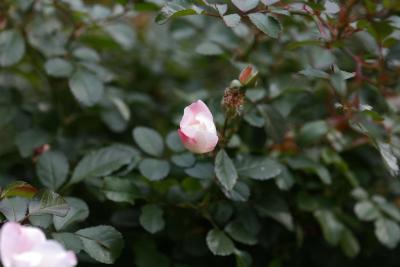mn-autumn0094.JPG