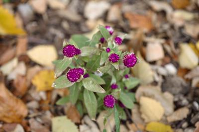 mn-autumn0096.JPG