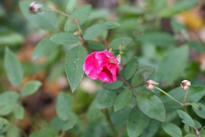 mn-autumn0098.JPG