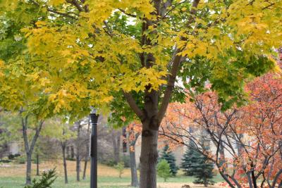 mn-autumn0105.JPG