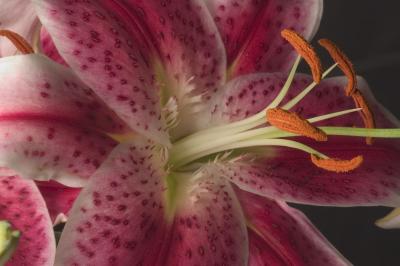Lillies