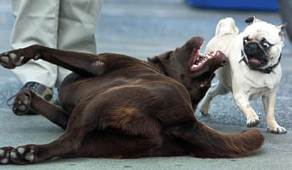poorpug.gif