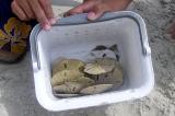 Sand Dollars at Masonboro Island