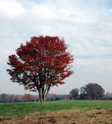 Battlefield, Fredericksburg, VA