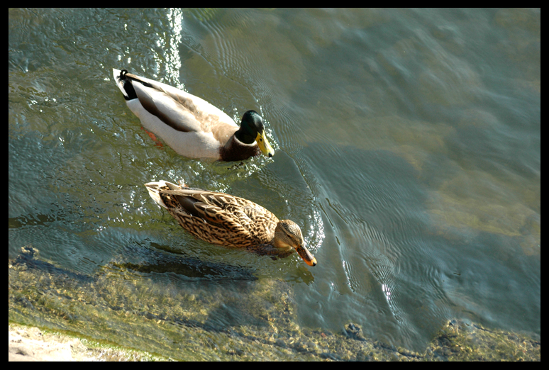 Canards