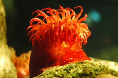 Anemone de mer