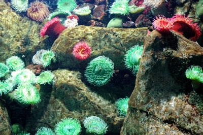 Anemone de mer 2