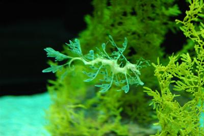 Dragon australien phylloptere
