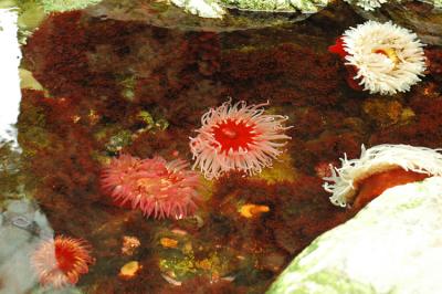 Anemones de mer