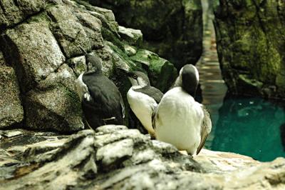Guillemots