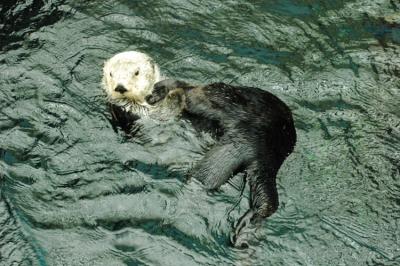 loutre de mer