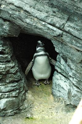 Pingouin