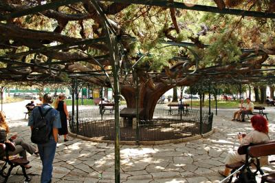 Lisbonne arbre centenaire