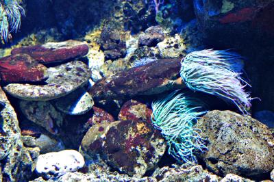 Anemones de mer 4