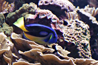 Poisson mers chaudes