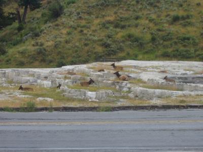 Elk resting in the morning chill on the inactive-but-still-warm thermal springs