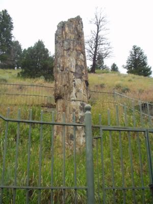 The Petrified Tree, near Tower Jct