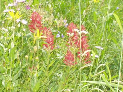 Wildflowers on the Pebble Creek trail