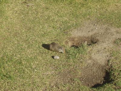 ground squirrel and burrow