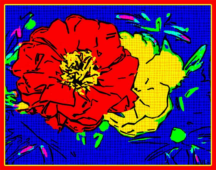 Portulaca Pop