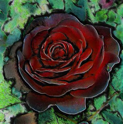 Large Rose