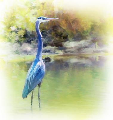 Chuck's Heron